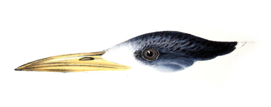 Illustration of bird