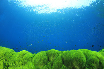 Underwater green algae in blue ocean