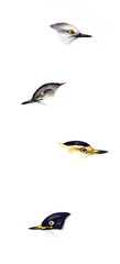 Illustration of bird