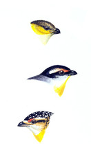 Illustration of bird