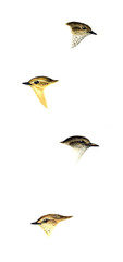 Illustration of bird