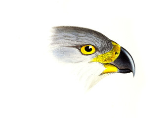 Illustration of bird