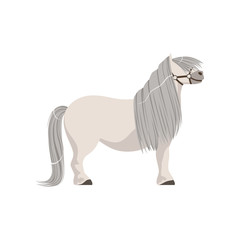 White pony with grey mane, thoroughbred horse vector Illustration
