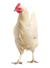 Chicken Colorful Rooster Brown hen isolated on white background.