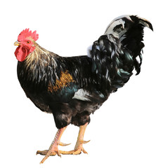 Chicken Colorful Rooster Brown hen isolated on white background.