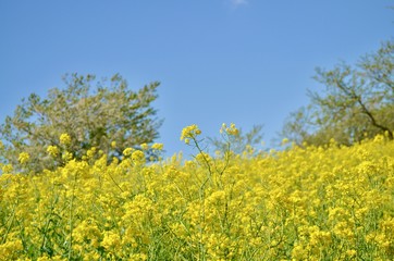 菜の花