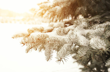 Beautiful snow on branch of fir-tree