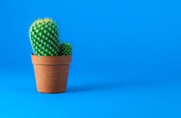 Isolated cactus on blue background