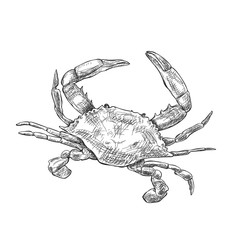 illustration with a large crab drawn by hand on a light background © Анна Магляк