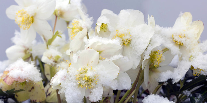 Schneerosen oder Christrose im Winter, Panorama