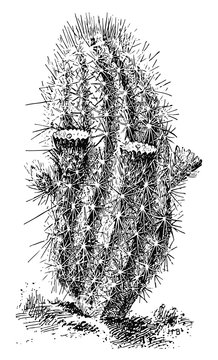 Kaktus - echinocereus chloranthus - cactus
