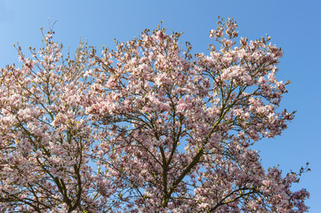 Magnolienblüte