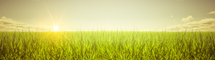 Wiese im sonnenlicht