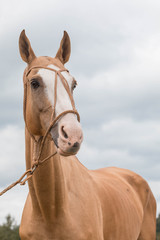 Obraz premium Portrait red horse with blue eyes in leather bridle