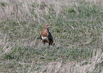 Common buzzard sits on the ground and looks at the camera