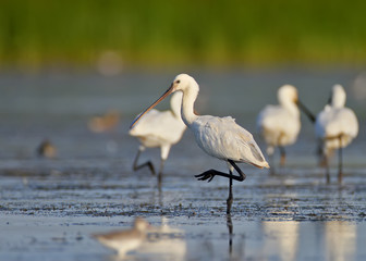 Close-up of a Eurasian spoonbills  portrait on a blurred background. The detail of the plumage and the identifying features are clearly visible.