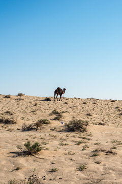 Dromedaries in Tunisia