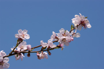 Mandelbl&uuml;te bei Gimmeldingen