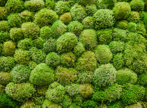 muschio verde per pareti