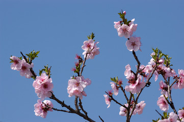 Mandelbl&uuml;te bei Gimmeldingen