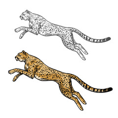 Cheetah vector sketch wild animal icon