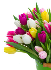 Bouquet of tulips flowers