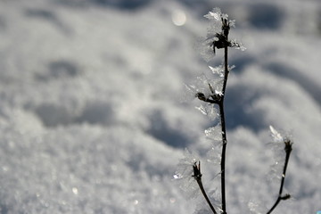 Frozen branch in snow