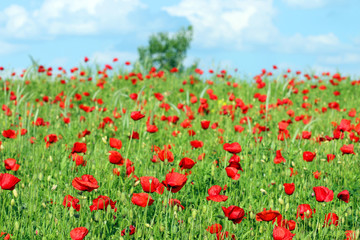 meadow with poppies flowers landscape spring season