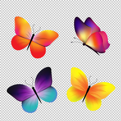 Butterfly Set Isolated