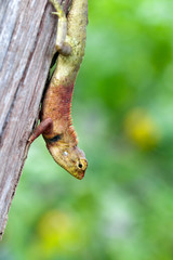 Naklejka na ściany i meble Image of chameleon on the tree on nature background. Reptile