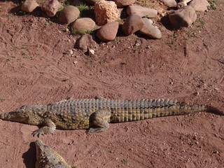 crocodile