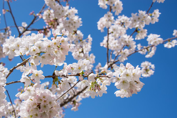 Cherry blossom, blue sky background, springtime concept