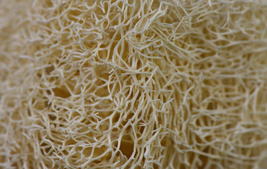 Sparse wood  /  Sparse wood. Focus is on the center of the image.