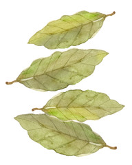 Obraz premium ローリエ ハーブ 水彩 イラスト