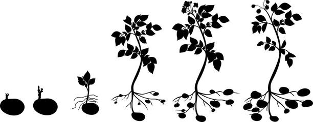 Potato plant growth cycle with silhouettes of plants