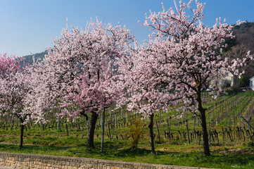 Mandelbl&uuml;te bei Gimmeldingen