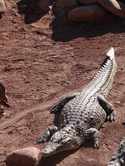 crocodile