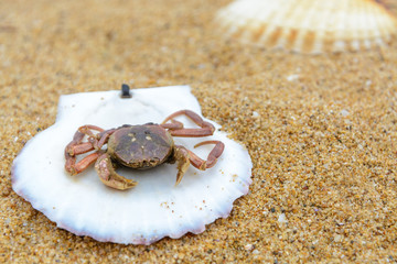 shell and crab on the sand. Background