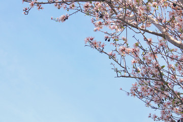 background of spring white cherry blossoms tree. selective focus.