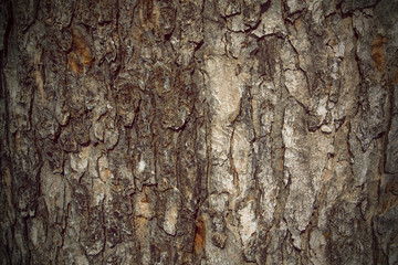 Autumn tree bark texture background, close up