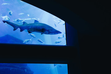 tiburón nadando en el acuario juntos a otros peces