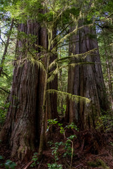 Mächtige Bäume im Avatar Grove bei Port Renfrew auf Vancouver Island, British Columbia, Kanada.