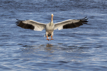 Fototapeta na wymiar American white pelican (Pelecanus erythrorhynchos) landing on water, Mississippi river, Iowa