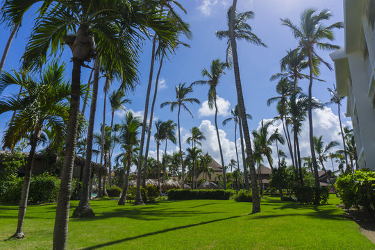 Image of Palm trees low angle view