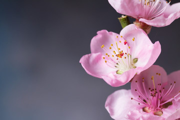 Fototapeta premium pink cherry blossom