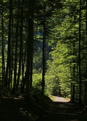 Beech forest at lake Klontalersee, Switzerland. Path.