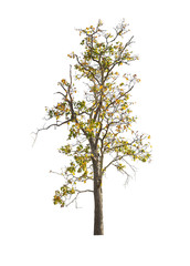 Naklejka premium Isolated tree on white background