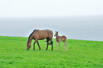 Obraz premium 親子馬 サラブレッド