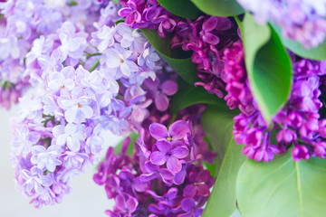 Lilac blooming tree