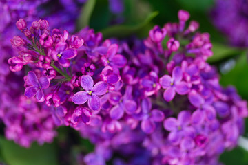 Lilac blooming tree